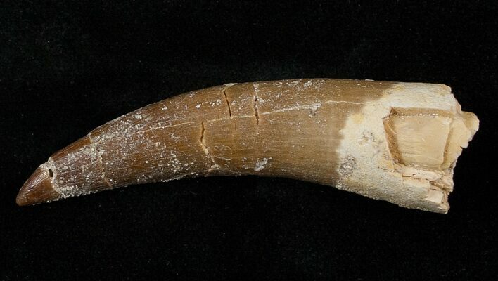 Fossil Plesiosaur Tooth #16137